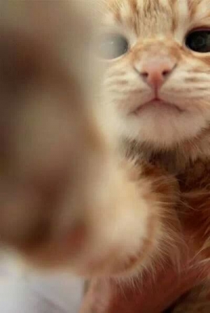 냥이