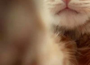 냥이